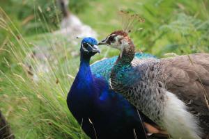 Peacocks