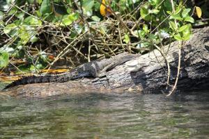 Daintreerainforrest2