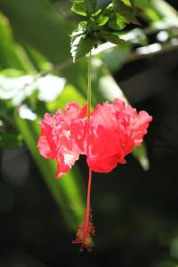 Daintreerainforrest3