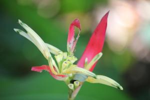 Daintreerainforrest5