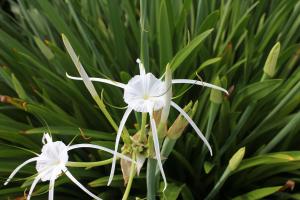 Daintreerainforrest6