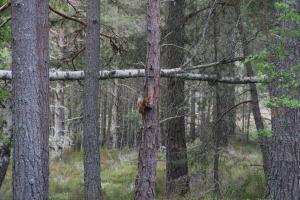 A local red squirrel