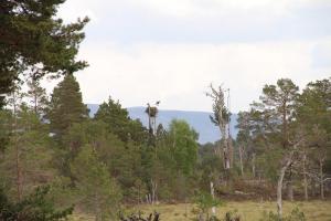 The Osprey Centre and nest