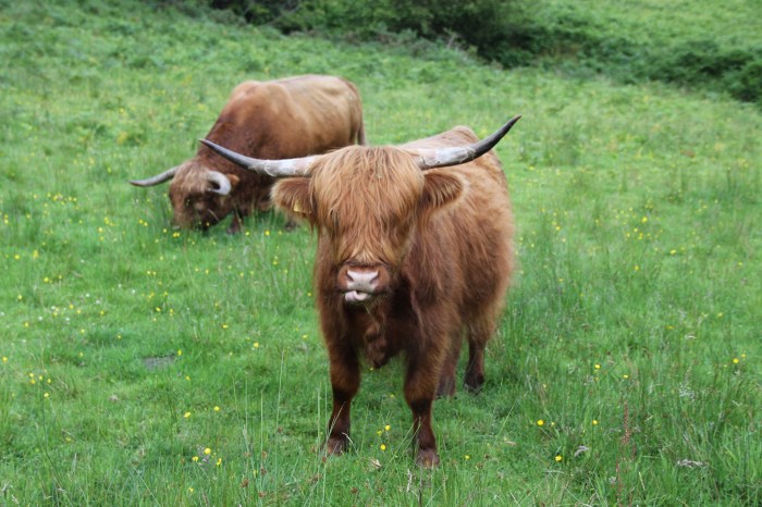 HighlandCoo