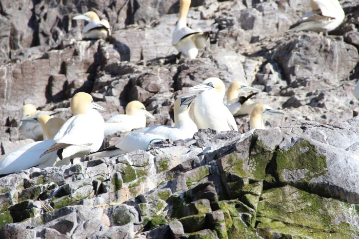 Gannets on The Bass Rock, Firth of Forth