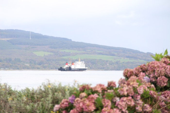 pink flowers ferry open body of water