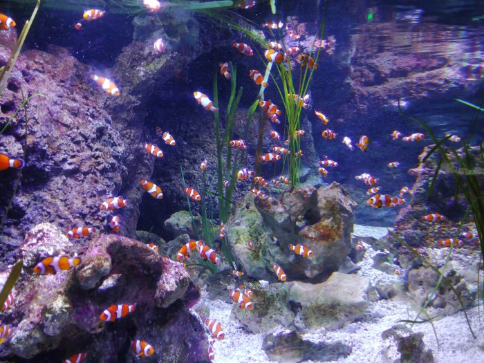 little orange fish tank of water