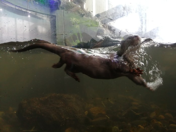 Otter in water
