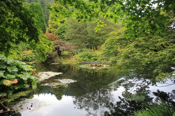 green trees water reflections