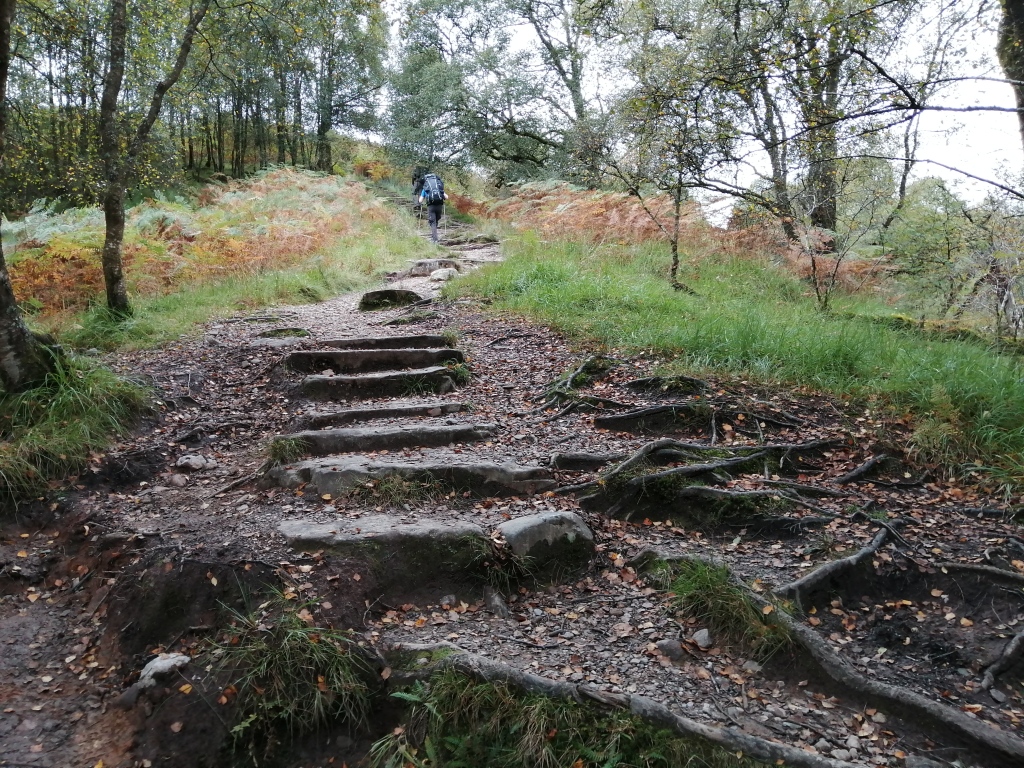 west highland way, scotland, forest, conic hill, trees, stone steps