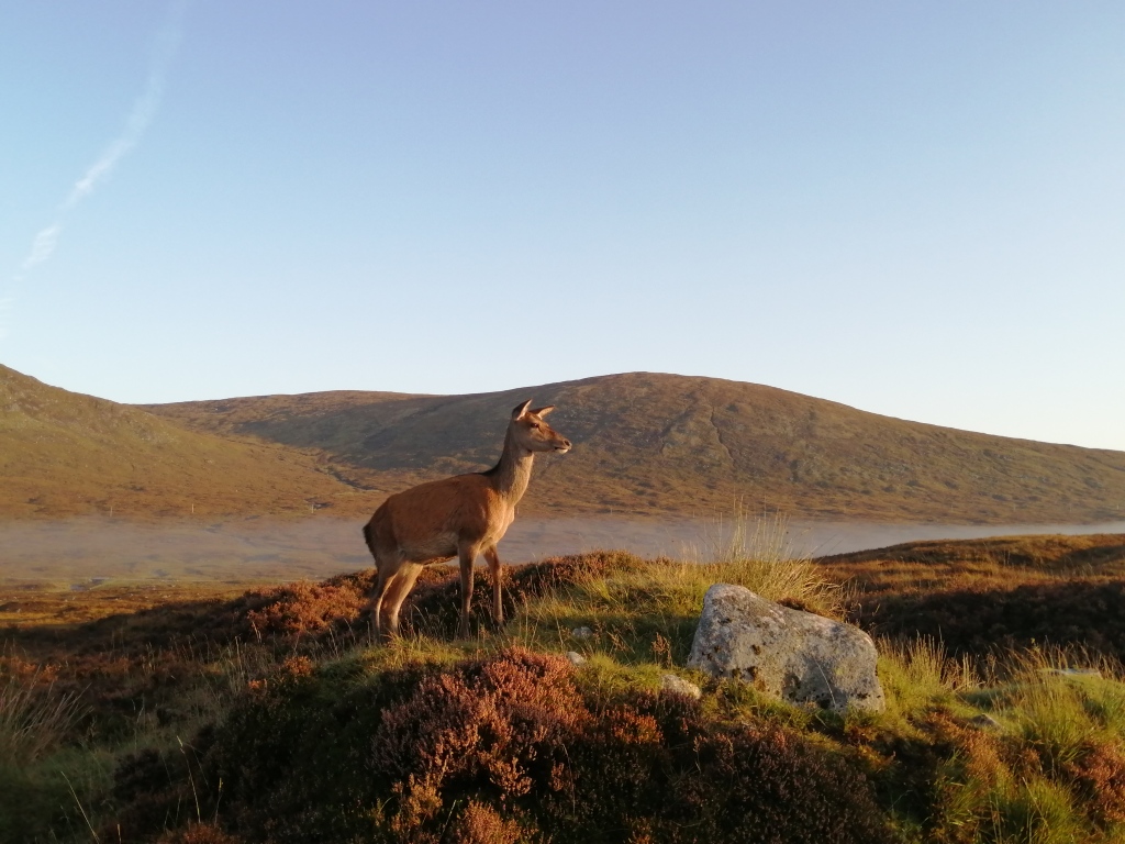 west highland way, scotland, glen coe, deer, wildlife, outdoor, mountains, hills
