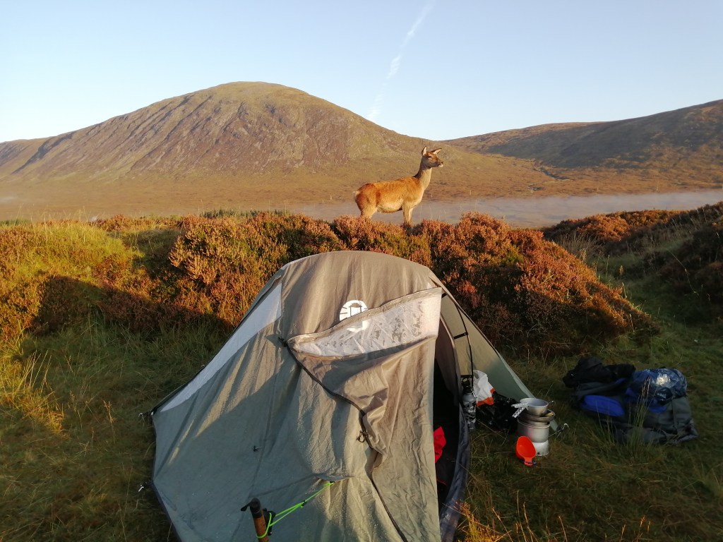 west highland way, scotland, glen coe, tent, camping, deer, wildlife, outdoor, mountains, hills