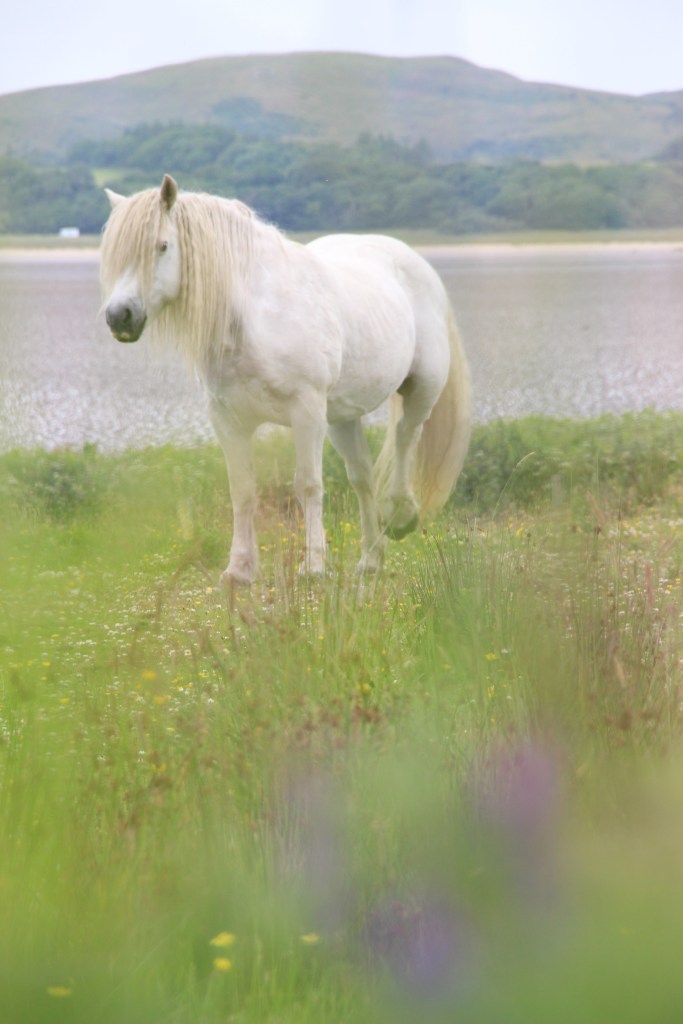 unicorn, white horse, islay, scotland