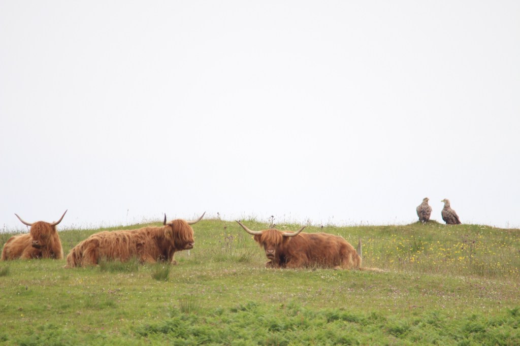 highland cow, field, white tailed eagles, outdoor, islay, scotland