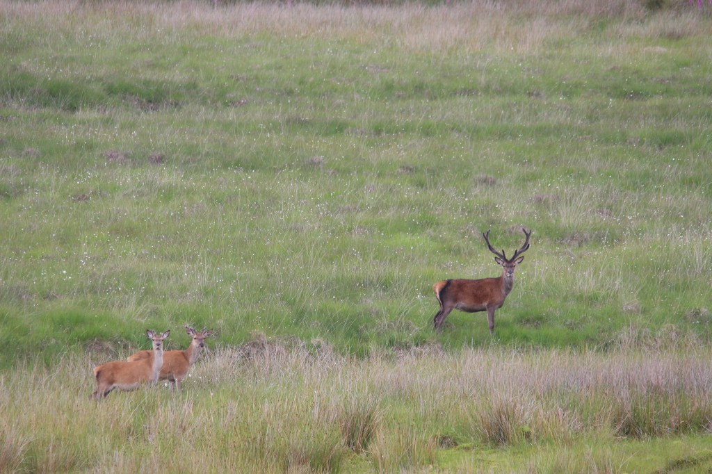 deer, field, wildlife, jura, scotland