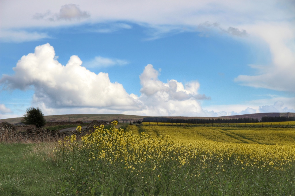 rolling hills, blue skies, yellow buttermilk flowers
