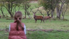 girl watching deer,