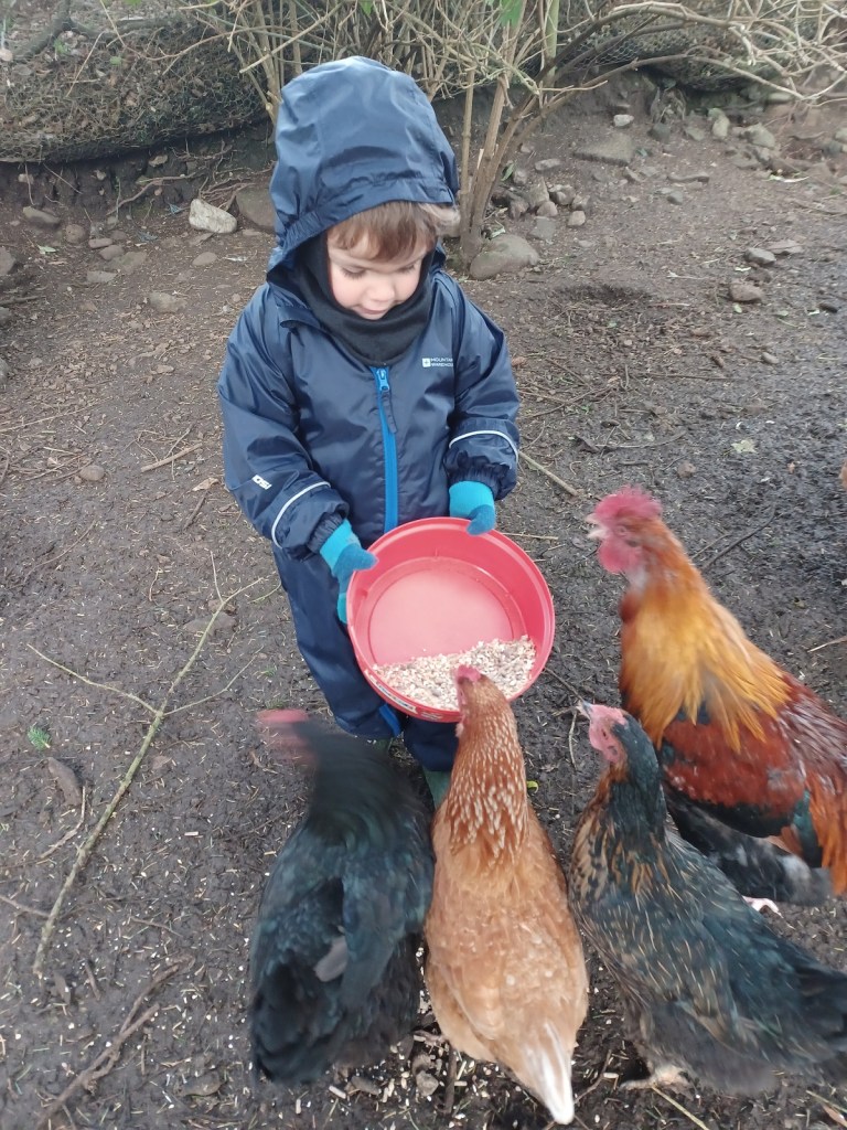 boy feeding chickens, boy in waterproof