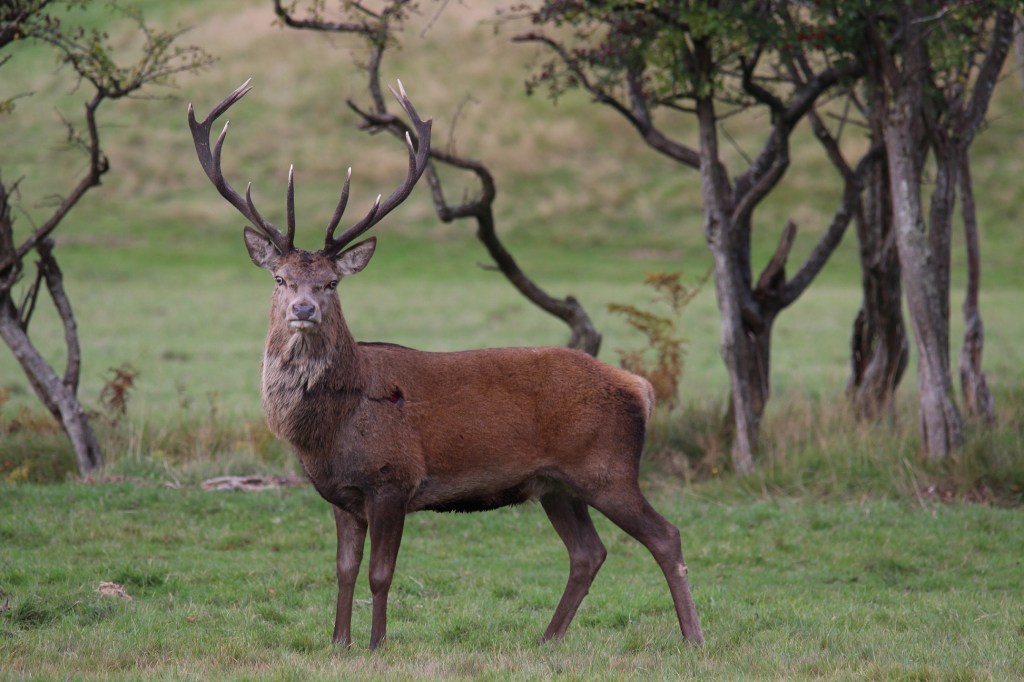 rod deer, stag watching camera, trees