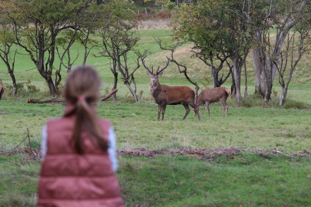 girl watching deer, deer watching girl, deer grazing